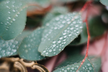 green leaves of a wedding decor with raindrops close-up, macro