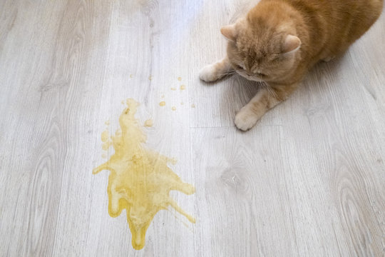 Yellow vomit on a light wooden floor and a cat
