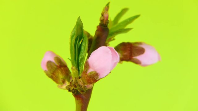 Timelapse branch with opening pink flowers on limegreen background. FullHD 1080p.