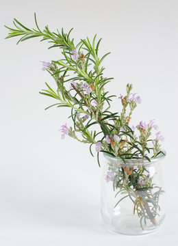 Rosemary branch in glass jar on white background.