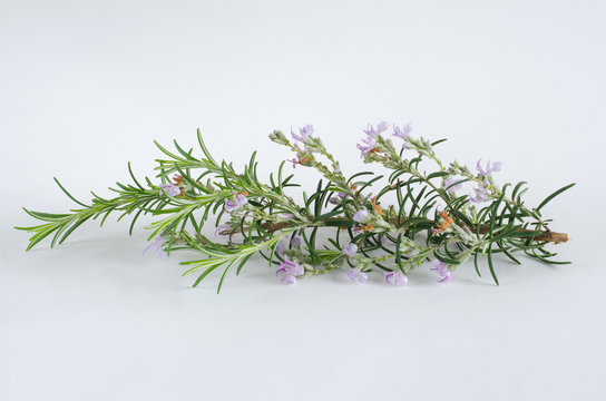 Branch of rosemary bloomed on white background.