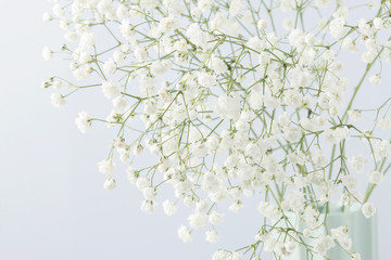 Background with tiny white flowers (gypsophila paniculata)