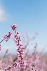 peach flowers in catalonia