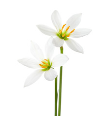 Two white  lilies isolated on a white background. Zephyranthes candida
