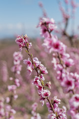 Obraz premium peach flower branch in spain