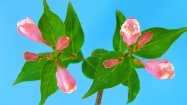 Timelapse weigela branch with opening flowers on blue background. 4k UltraHD 3840x2160.