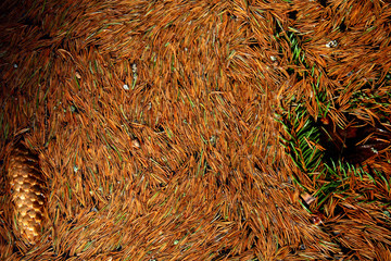 Yellow needles of larches in thawed brook water