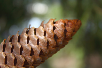 A fir cone on a blurred background