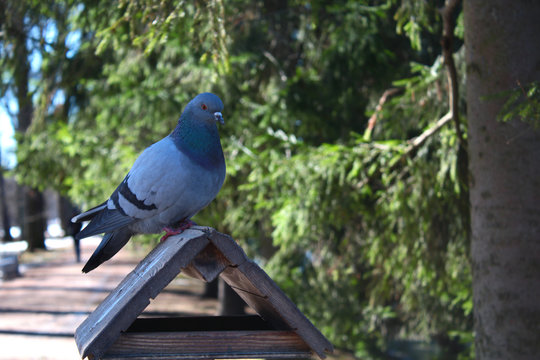 A bird pigeon sits on its feeding trough in a park near the fir