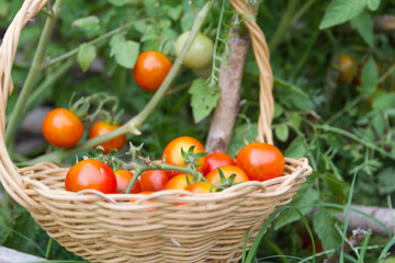 plantation of tomatoes in the organic garden