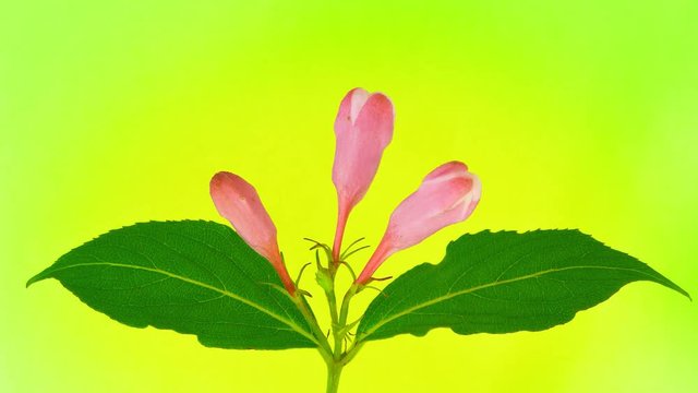 Timelapse weigela branch with opening flowers on limegreen background. 4k UltraHD 3840x2160.