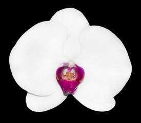 Fototapeta na wymiar Isolated white orchid flower on black background