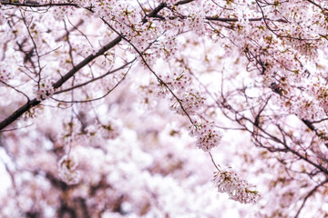 cherry blossoms in seoul south korea