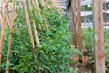 plantation of tomatoes in the organic garden