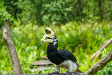 Oriental Pied Hornbill (Anthracoceros albirostris) Sitting on Tree