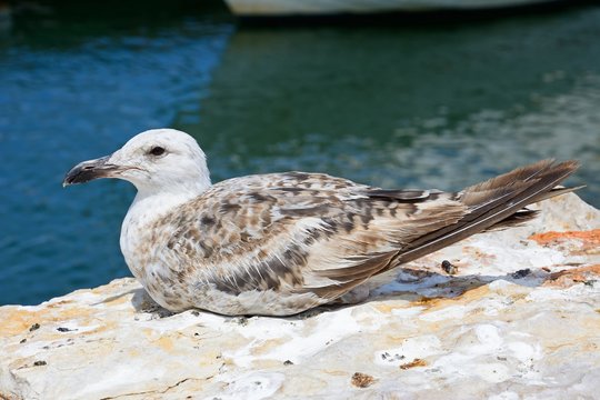 Seagull sitting on the riverbank, Lagos, Portugal.