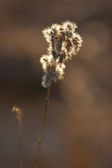 Obraz premium Spikelets of last year's dry grass in the spring April forest at sunset. Backlit sunlight