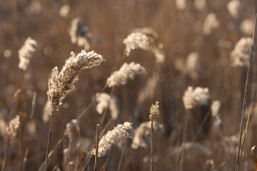 Spikelets of last year's dry grass in the spring April forest at sunset. Backlit sunlight