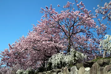 Crédence de cuisine en verre imprimé Fleur de cerisier 満開の桜
