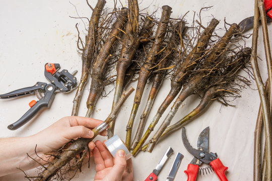 concept of plant grafting. Close-up seedlings of walnut are covered with varietal branches with a special secateurs