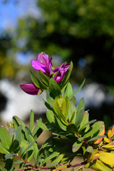 Close-up of a Polygala Branch with Flowers, Nature