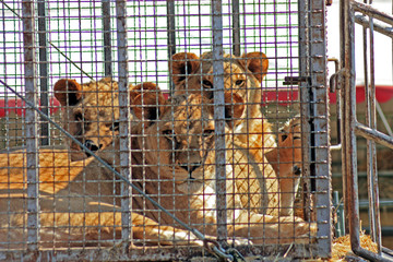 the tiger sits in a cage and sad look through the bars