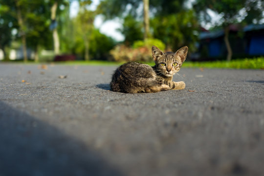 A young street cat in Yogyakarta