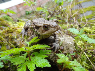 Grenouille sur caillou