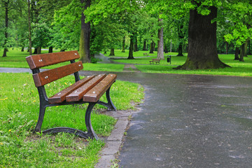 Wooden bench in a park after the rain.
