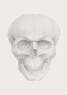 Drawing of a skull on paper. Pencil black and white drawing of a plaster skull.