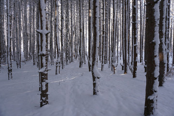 Pine trees and forest floor covered in snow with sun shinning through trees.