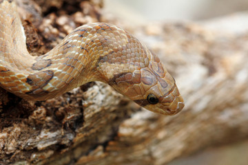 Head shot Banded kukri snake (Oligodon fasciolatus) a non-venomous snake but have sharp rear teeth, found at Southeast Asia