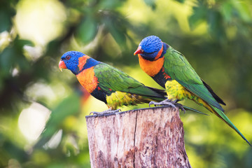 Two lorikeets sitting on a tree stump while one looks at the other's back.