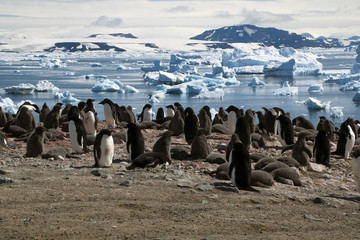 Devil Island Antarctica, Adelie penguin colony with ice flow in background