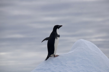 Devil Island Antarctica, Adelie penguin conquering iceberg