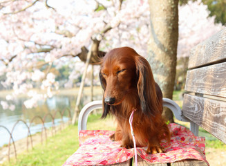 桜を楽しむダックスフンド