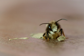 Mason bee