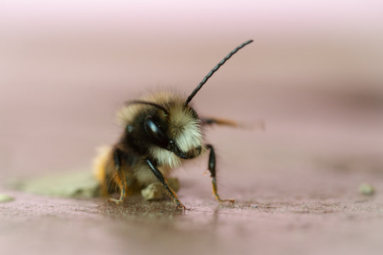 Mason Bee