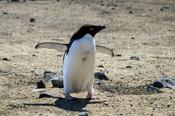Fototapeta premium Devil Island Antarctica, single adelie penguin with flippers raised