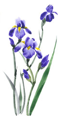 Iris flower. Iris blossoming. Lilac flowers. Watercolor background.