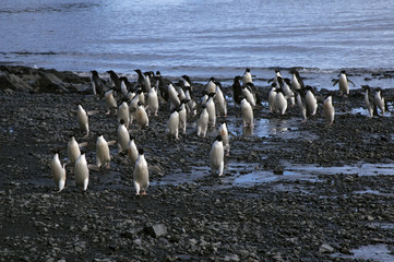 Fototapeta premium Devil Island Antarctica, group of adelie penguin arriving at beach