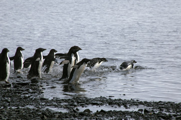 Devil Island Antarctic, group of adelie penguins entering water