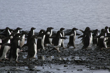 Obraz premium Devil Island Antarctica, group of adelie penguins on pebble beach