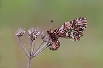 Güney fisto kelebeği , Zerynthia polyxena © mylasa