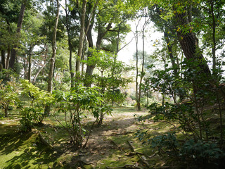 Obraz premium Green forest