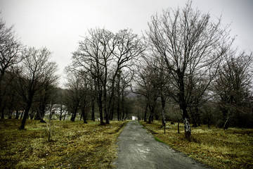 Landscape with beautiful fog in forest on hill or Trail through a mysterious winter forest with autumn leaves on the ground. Road through a winter forest. Magical atmosphere. Azerbaijan