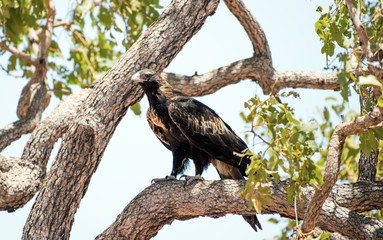 Wedge tailed eagle sitting in the tree.