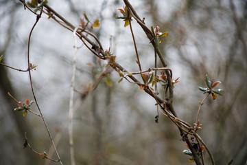 tree branches in fog with the gray sky background. Close up view. Selective focus.