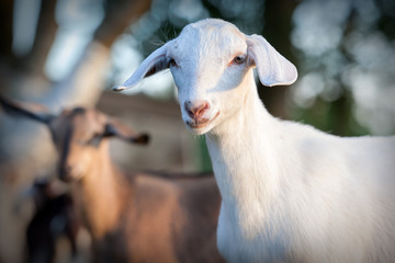 White Anglo Nubian goat portrait