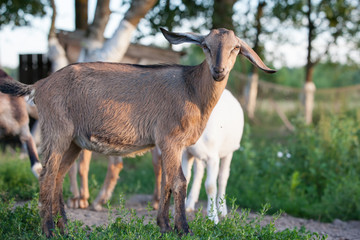 Brown Anglo-Nubian goat in the yard